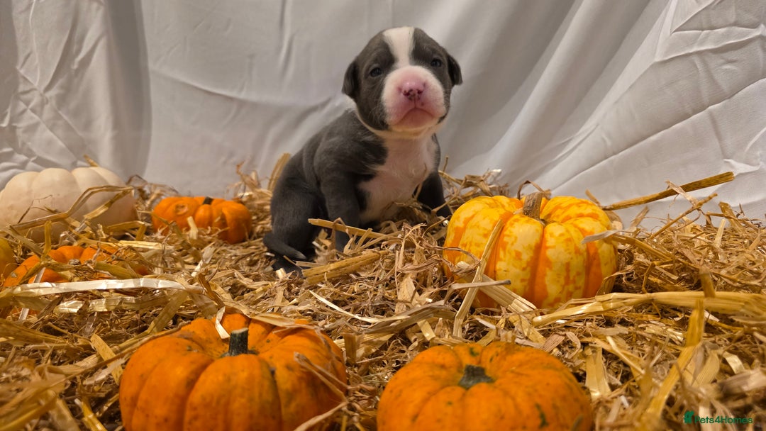 Mixed Breed dogs for sale: 12 beautiful puppies - Image 6