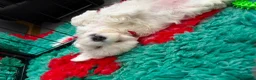 Maltipoo dogs for sale: Home-Raised F1 Maltipoo Puppy – ready Now - Advert 7