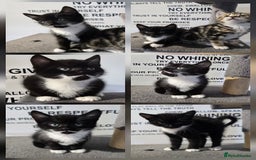 Mixed Breed cats for sale: Sweet little Girls - Image 6