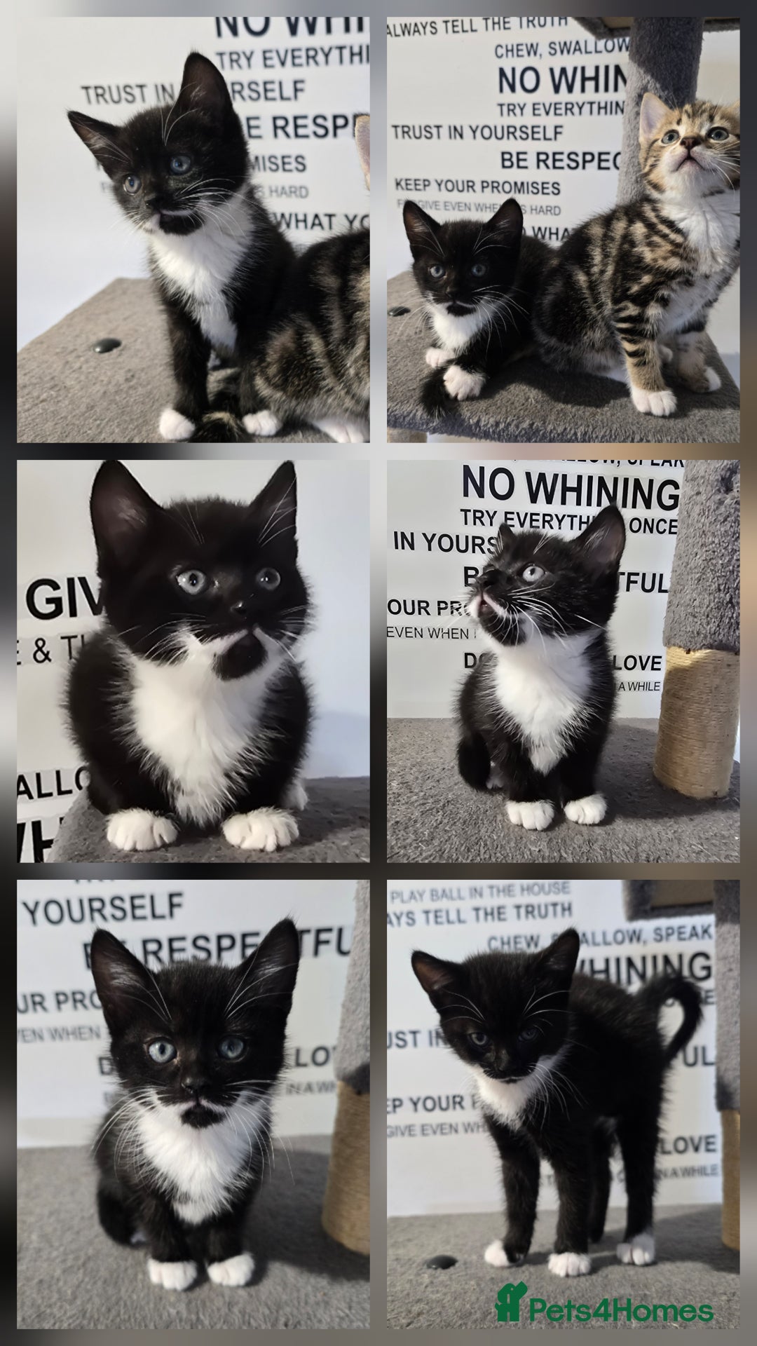 Mixed Breed cats for sale: Sweet little Girls - Image 6