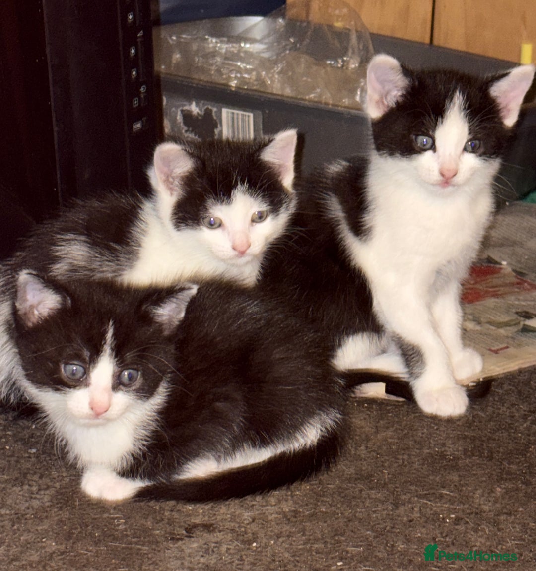 Mixed Breed cats for sale: Mixed kittens  - Image 34