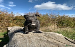 Staffordshire Bull Terrier dogs for stud: Gorgeous Blue Staffordshire Bull Terrier for Stud - Image 8