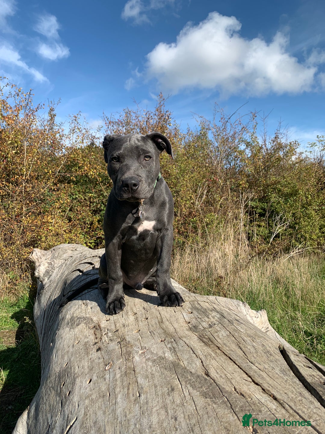 Staffordshire Bull Terrier dogs for stud: Gorgeous Blue Staffordshire Bull Terrier for Stud - Image 8