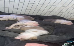 Mixed Breed dogs for sale: 4 beautiful olde English bulldog/ American bulldog - Advert 8