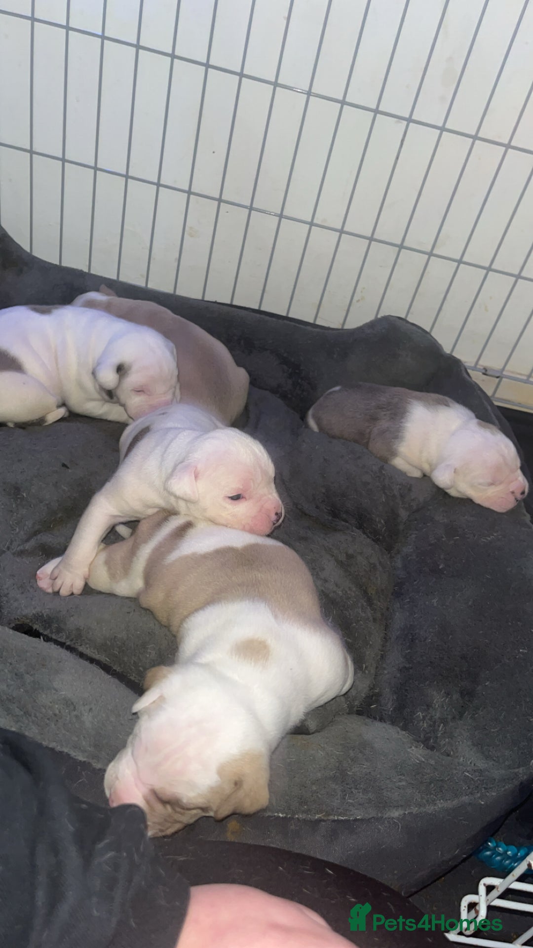 Mixed Breed dogs for sale: 4 beautiful olde English bulldog/ American bulldog - Advert 8