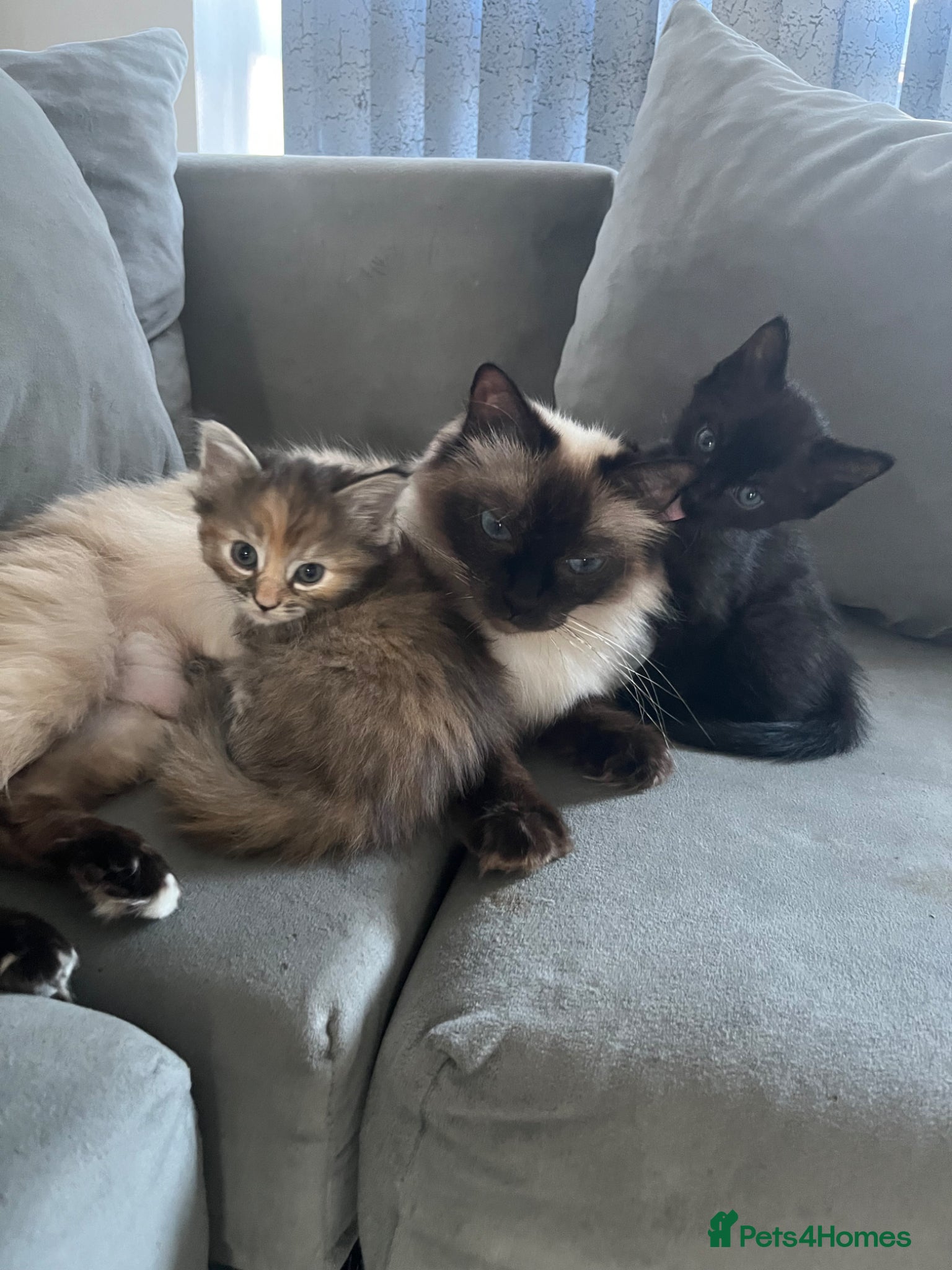 Ragdoll cats for sale: 7 stunning ragdoll x Maine coon kittens  - Advert 1