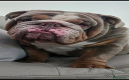 English Bulldog dogs for stud: English Bulldog Stud - Image 14