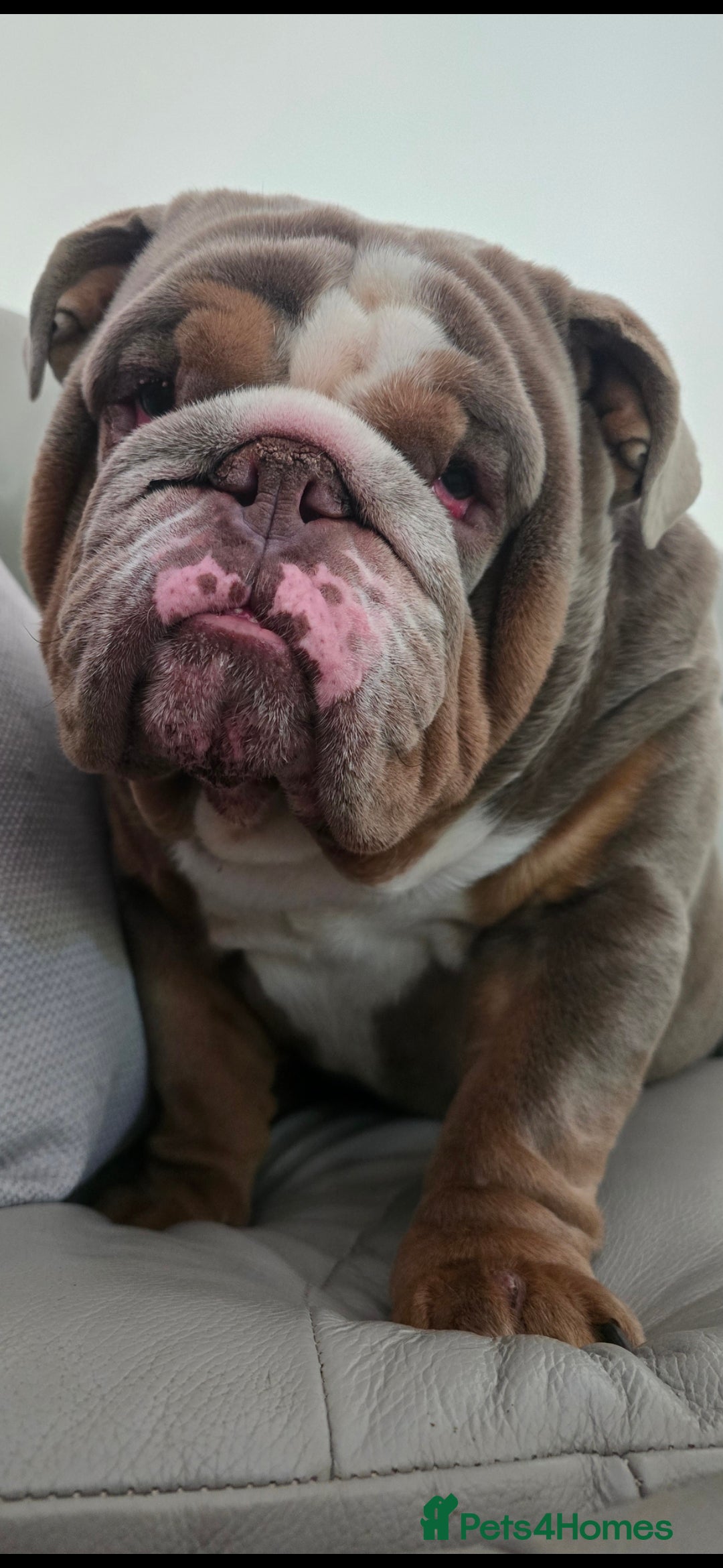 English Bulldog dogs for stud: English Bulldog Stud - Image 14