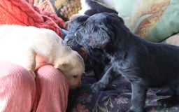 Labradoodle dogs for sale: Lovely Labradoodle Puppies Licenced Breeder - Image 17