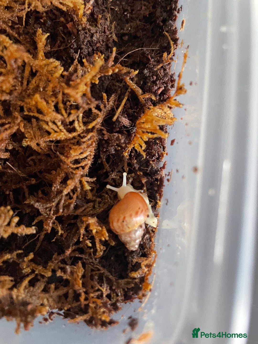Snails invertebrates for sale: Giant African Land Snail Babies - Image 2