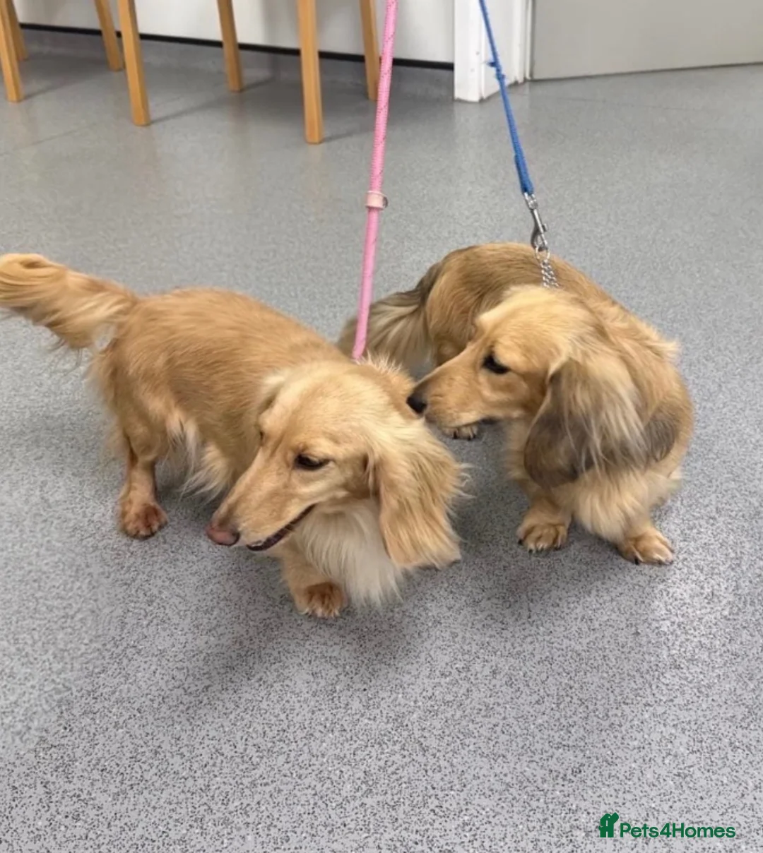 Miniature Dachshund dogs for sale: Stunning long hair  KC,PRA & BVA eye clear parents - Advert 2