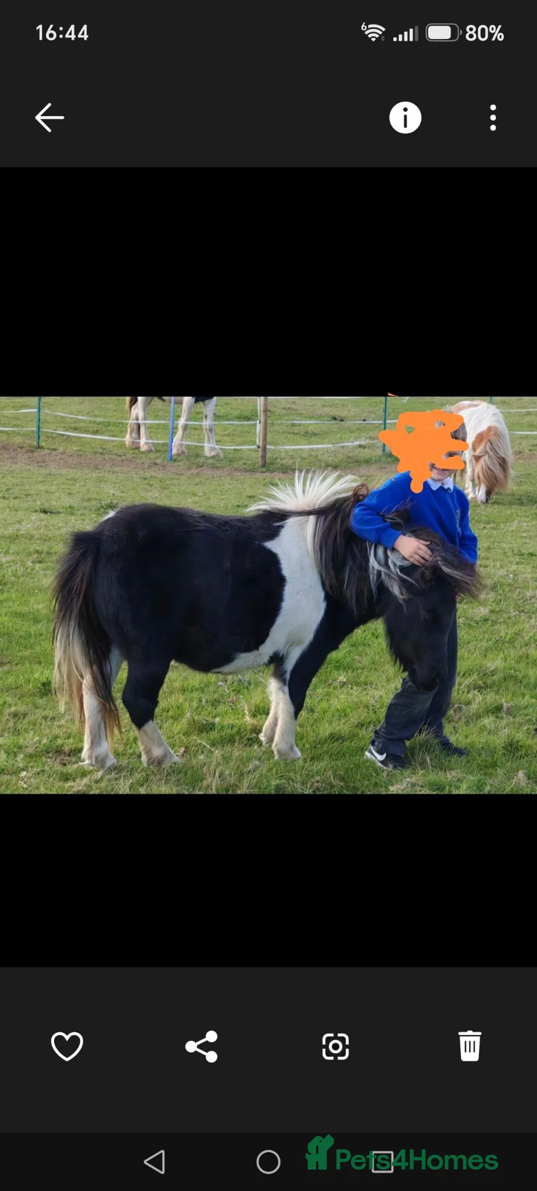 Shetland pony horses for sale: Beautiful mini shetland mare - Advert 5