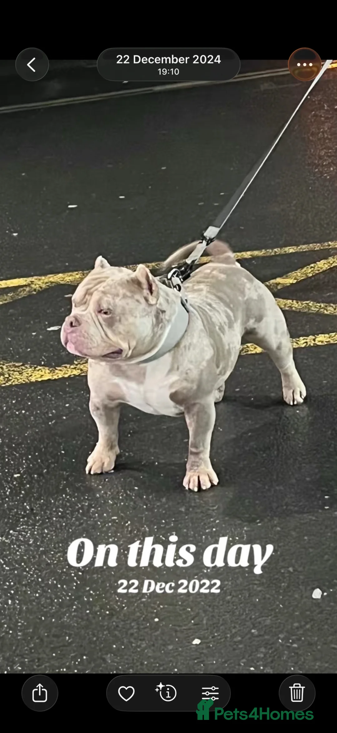 Shorty Bull dogs for sale: Pocket bully for sale  in Burnley - Advert 2