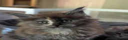 Maine Coon cats for sale: Ready soon. Tica Registered Maine coon Kittens  - Advert 14