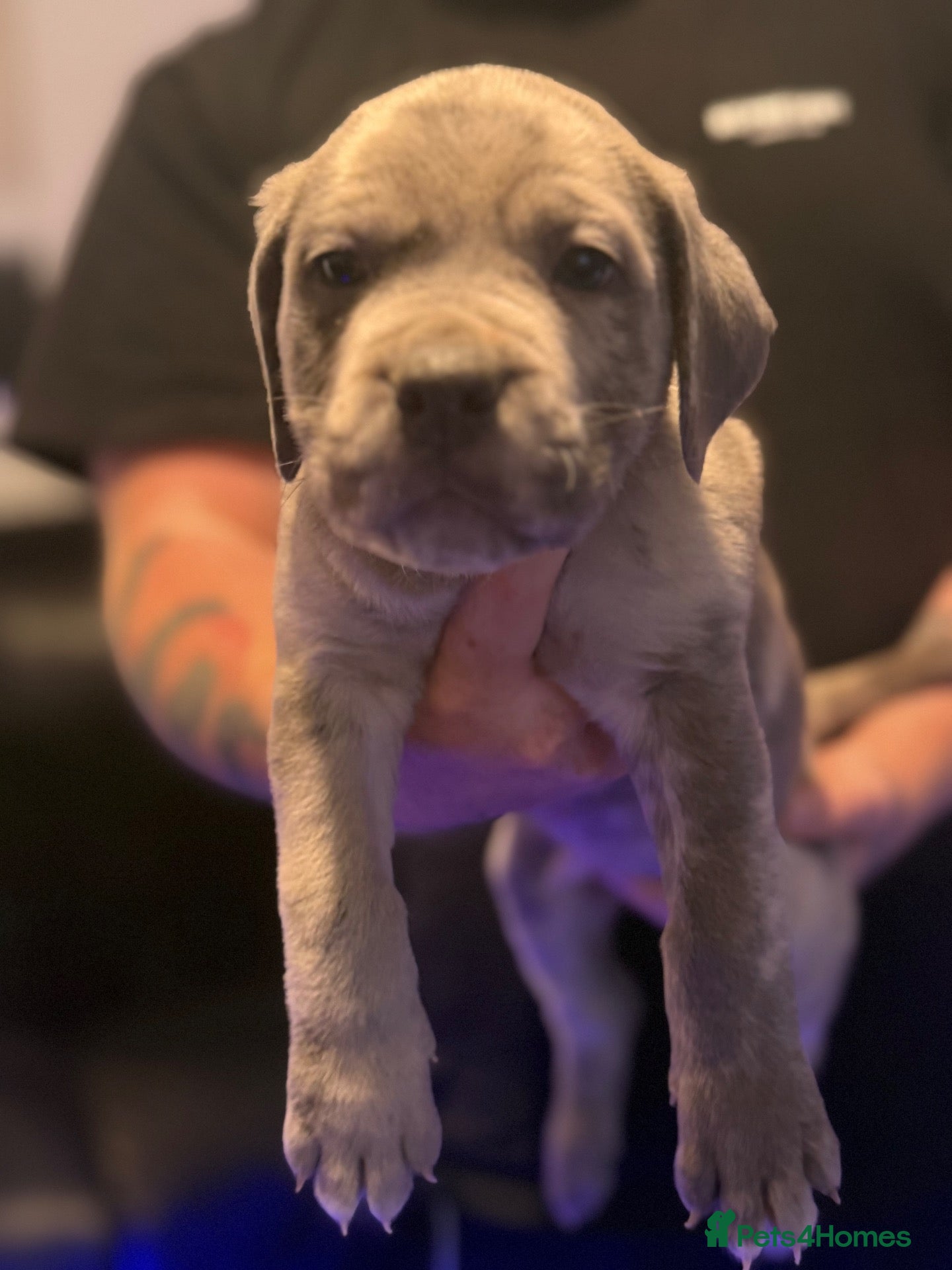 Cane Corso dogs READY NOW! Cane corso puppies for sale - Advert 2