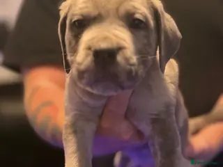 Cane Corso dogs READY NOW! Cane corso puppies for sale - Advert 2