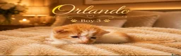 Norwegian Forest Cat cats for sale: 3 beautiful boys raised in family home  - Advert 8