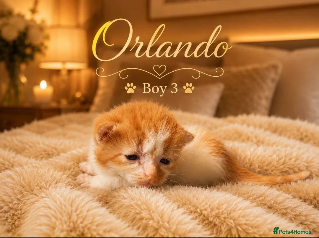 Norwegian Forest Cat cats for sale: 3 beautiful boys raised in family home  - Advert 8