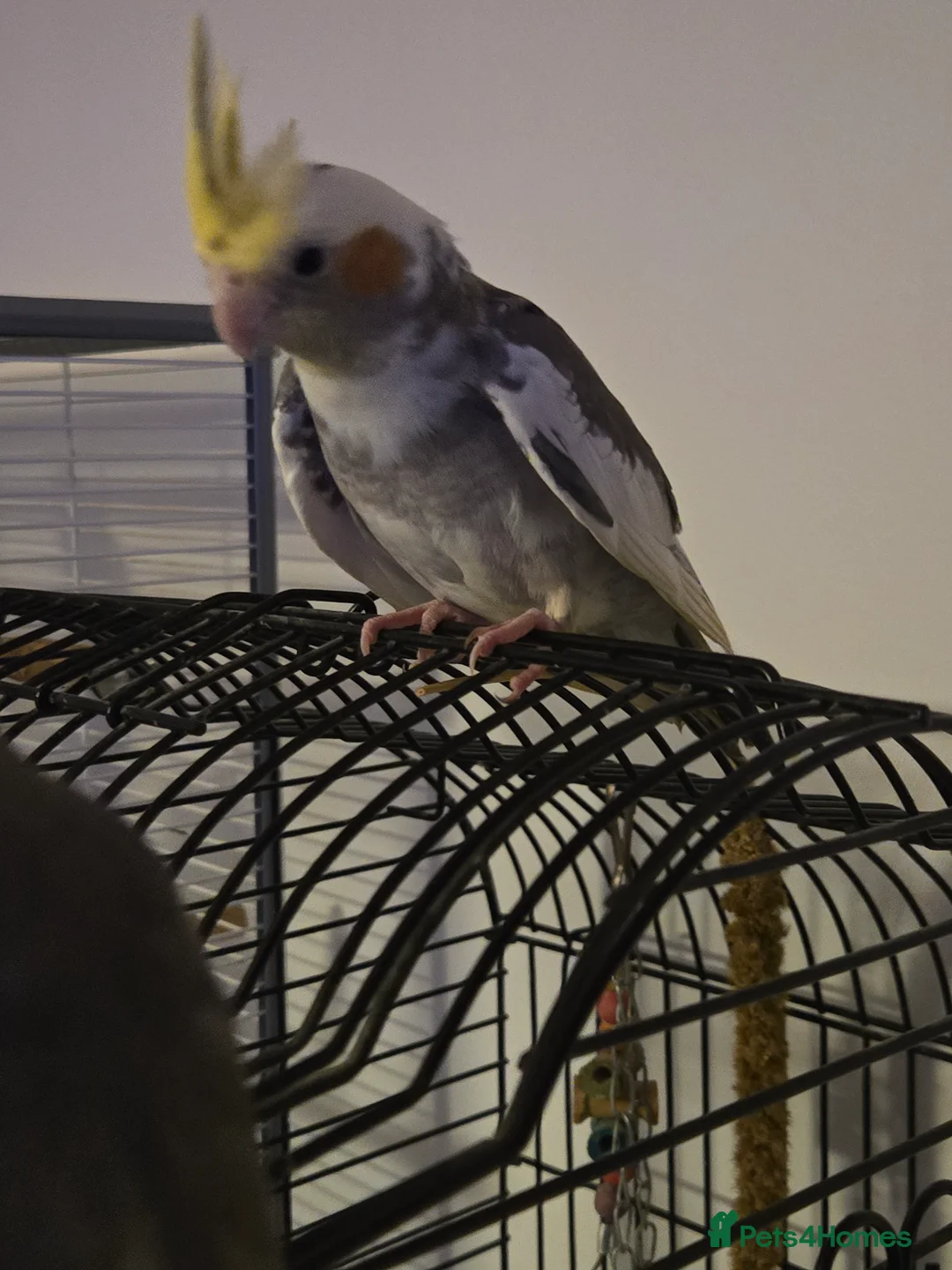 Cockatiels birds for sale: 2 baby cockatiels  - Advert 1