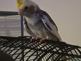 Cockatiels birds 2 baby cockatiels - Advert 3