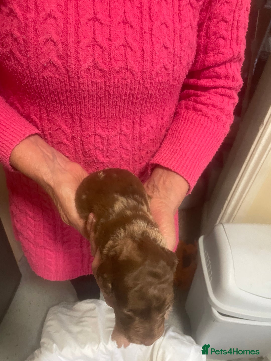 Cockapoo dogs for sale: Miniature f1 cockerpoos  - Image 9