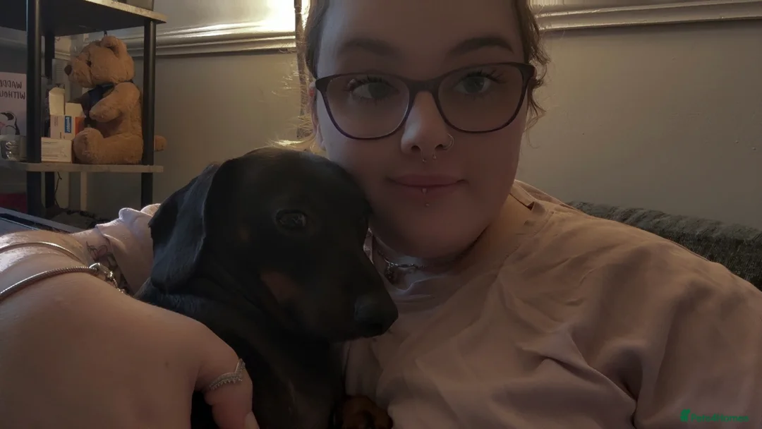 Miniature Dachshund dogs for sale: Miniature Dachshund for Sale - Advert 6