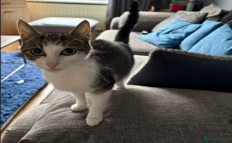 Domestic Shorthair cats - Advert 6