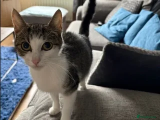 Domestic Shorthair cats - Advert 6