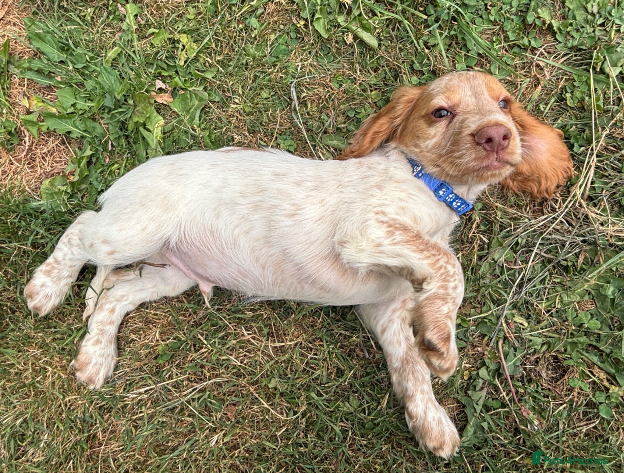 Cocker Spaniel dogs Stunning KC Registered Cocker Spaniel Puppies - Advert 2