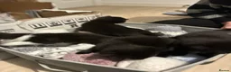 Domestic Shorthair cats for sale: 3 gorgeous kittens looking for forever homes 🤎🐾 - Advert 11