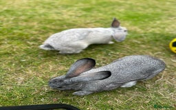 Chinchilla rabbits for sale: 2 Rabbits for rehome - Image 5