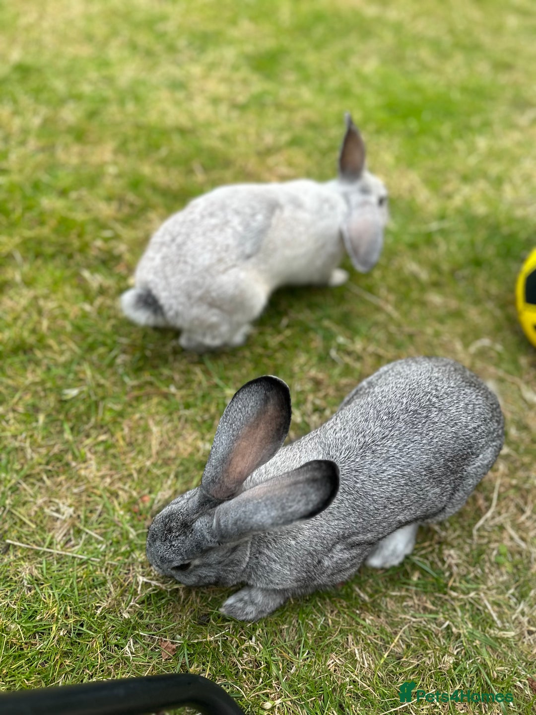 Chinchilla rabbits for sale: 2 Rabbits for rehome - Image 5