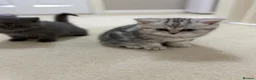 Persian cats for sale: British Persians  - Advert 8