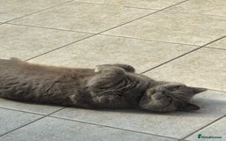 British Shorthair cats for sale: British Shorthair babies  - Image 20