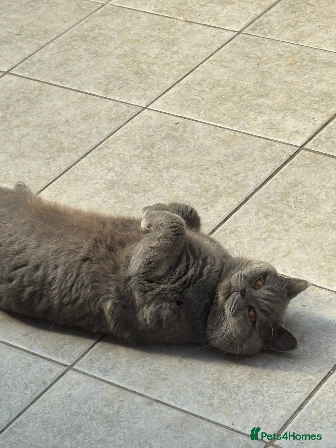 British Shorthair cats for sale: British Shorthair babies  - Image 20