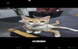 British Shorthair cats for sale: Ginger domestic shorthair  - Image 1
