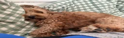 Cockapoo dogs for stud: Proven F1 male cockapoo for STUD in Pershore - Advert 8