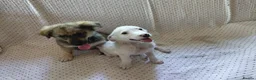 Mixed Breed dogs for adoption: ARNY - a Sweet Little Boy for a Loving Home - Advert 14