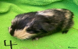 Guinea Pig rodents for sale: 6no beautiful baby guinea pigs - mixed - Image 6