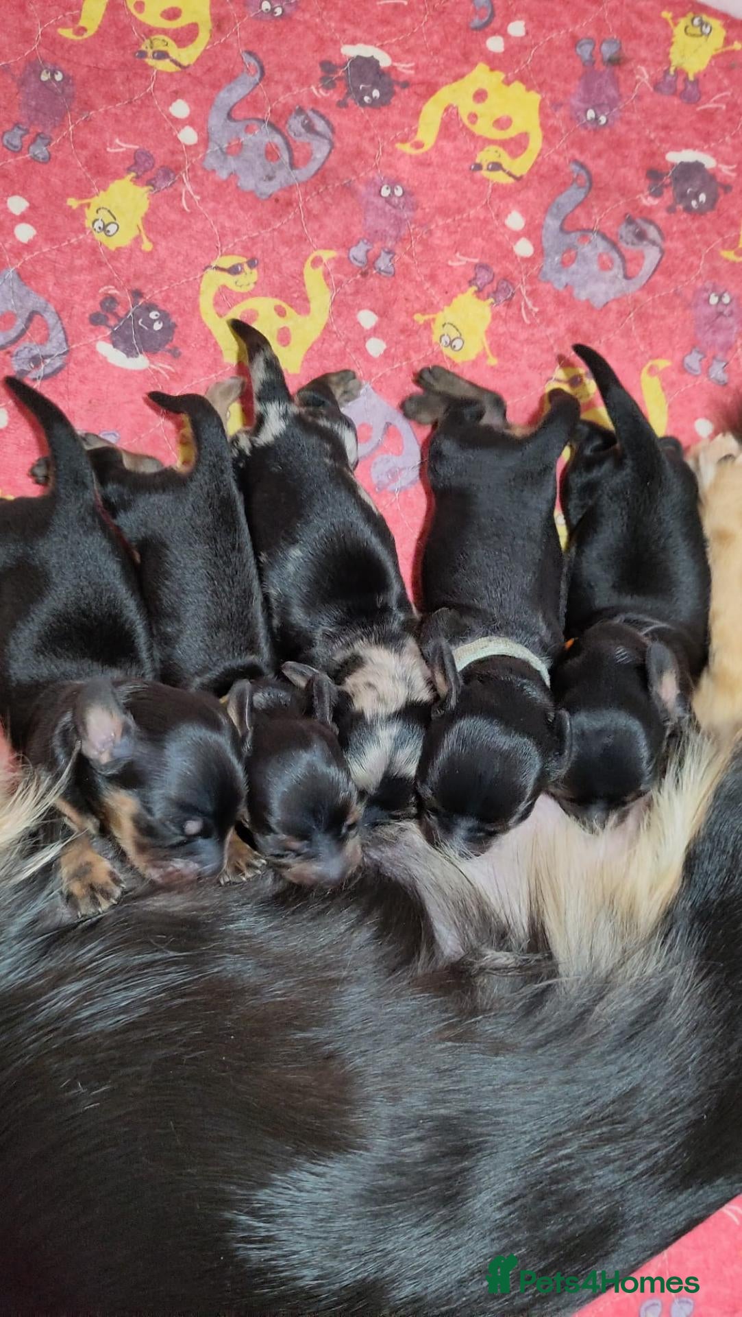 Miniature Dachshund dogs 🌟 Dapple & Black & Tan PRA Clear KC reg Dec 26 🌟 - Advert 1