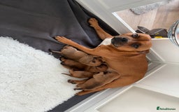 Staffordshire Bull Terrier dogs for sale: Red Staffordshire Bull Terrier Puppies - Image 2