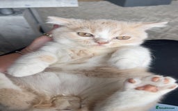 British Shorthair cats for sale: READY NOW British Shorthair  registered with Tica - Image 13