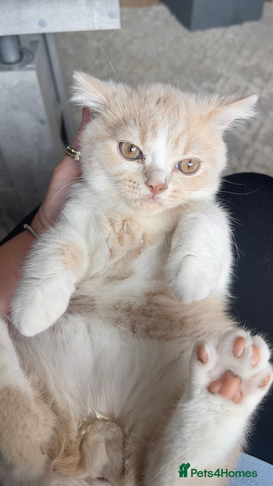 British Shorthair cats for sale: READY NOW British Shorthair  registered with Tica - Image 13