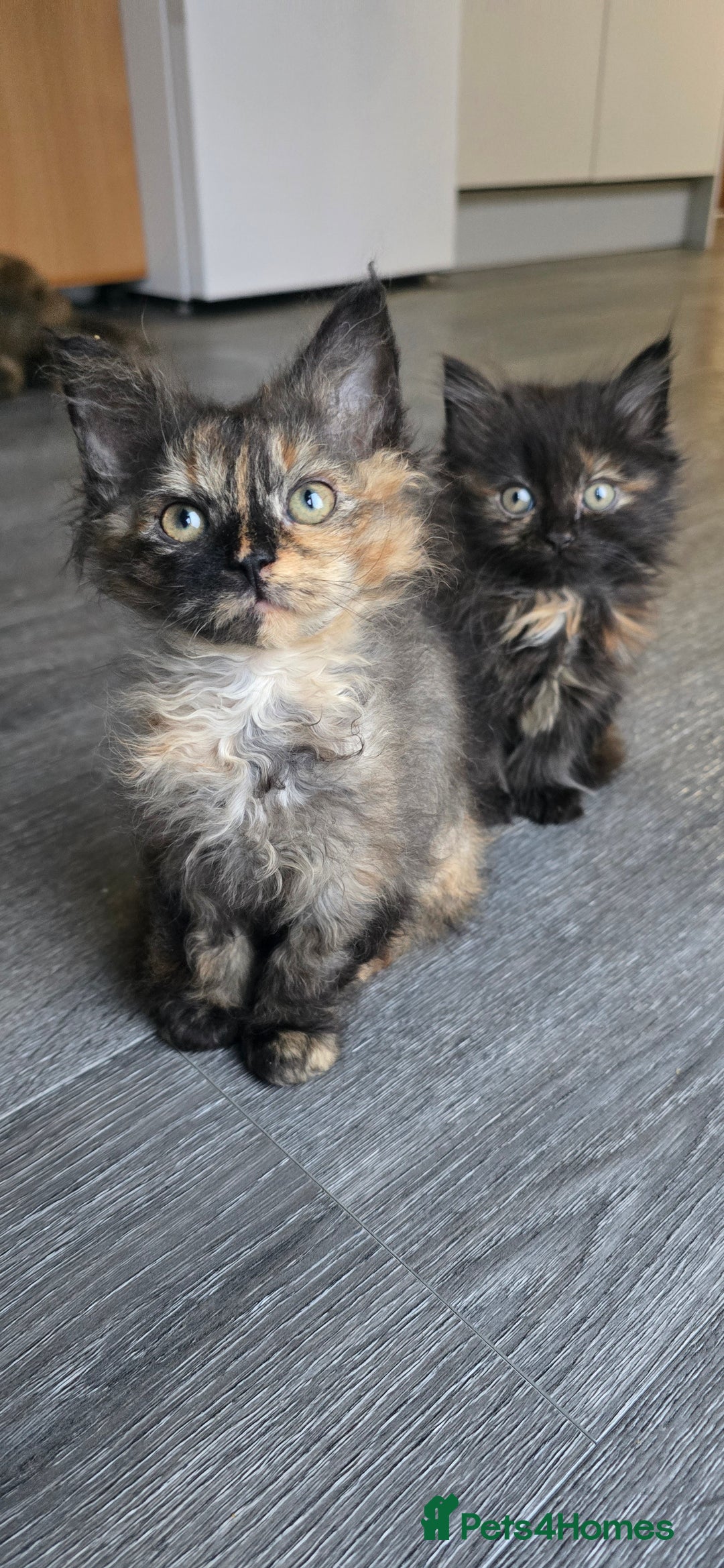 LaPerm cats for sale: 8 Laperm mix kittens, curly & long-haired - Advert 13