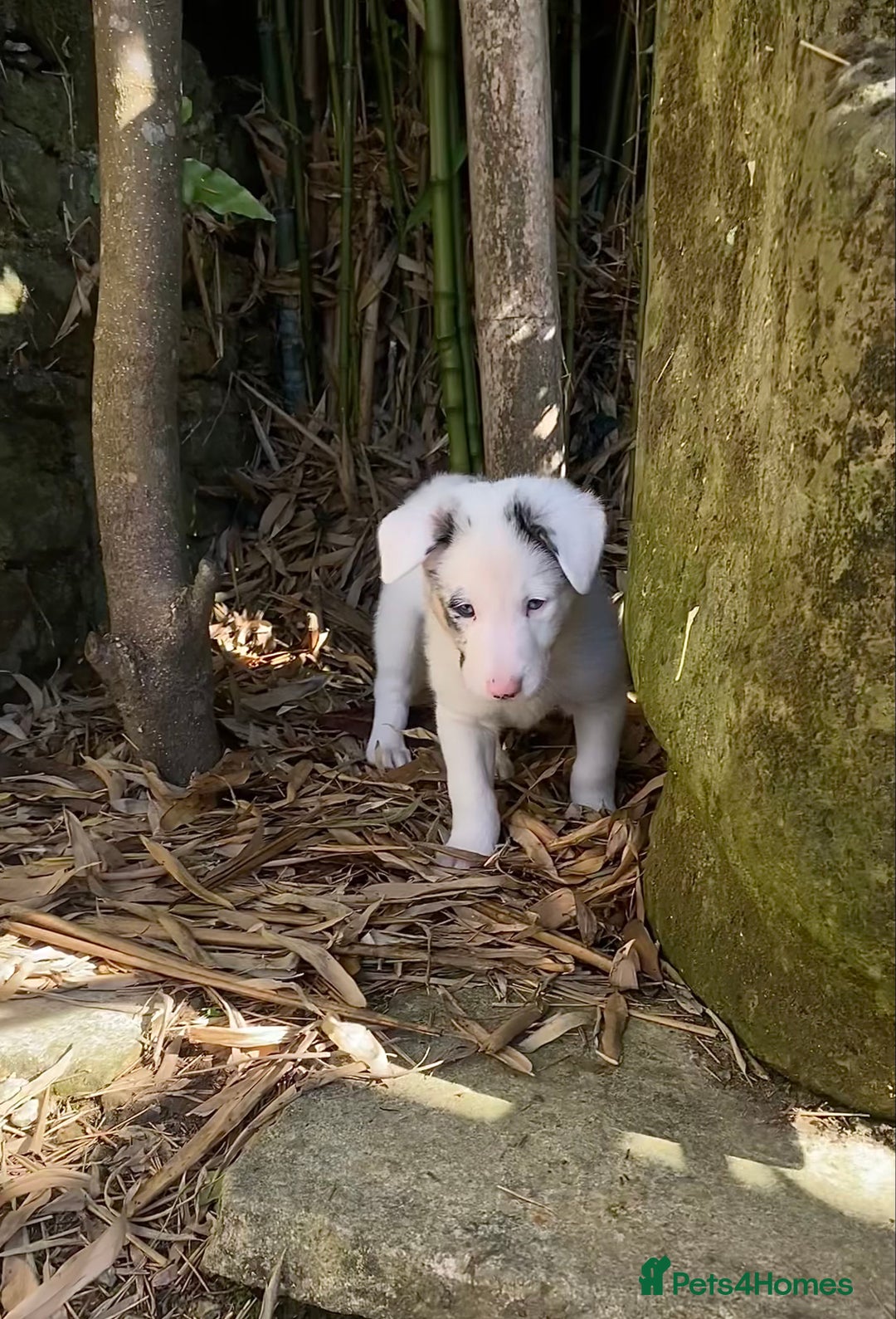 Border Collie dogs for sale: Beautiful Blue Merle collie  - Image 5