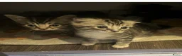 Mixed Breed cats for sale: Scottish fold and bengal cross kittens  - Advert 8