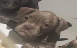 Mixed Breed dogs for sale: Frenchie/ Micro Bully  - Image 6