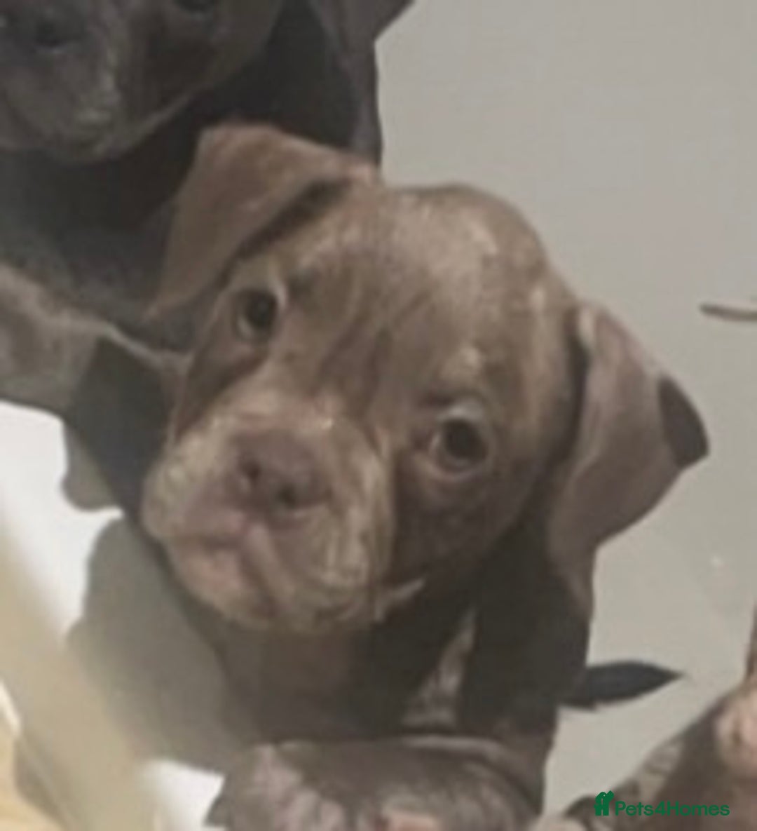 Mixed Breed dogs for sale: Frenchie/ Micro Bully  - Image 6