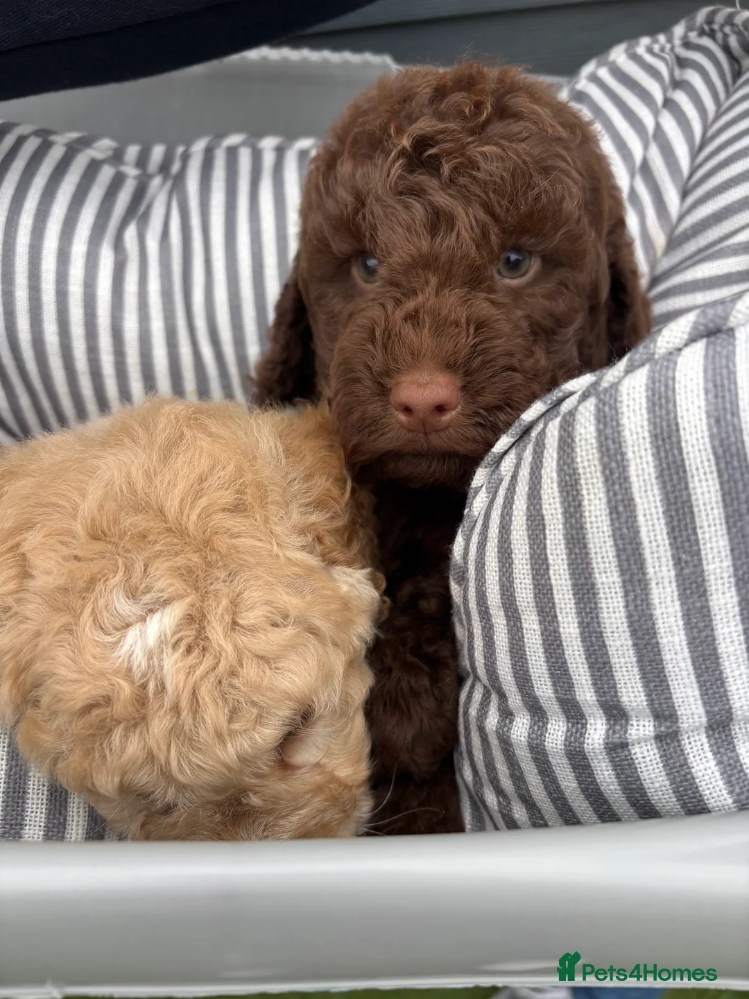 Labradoodle dogs for sale: Miniature Labradoodle puppies - Advert 28