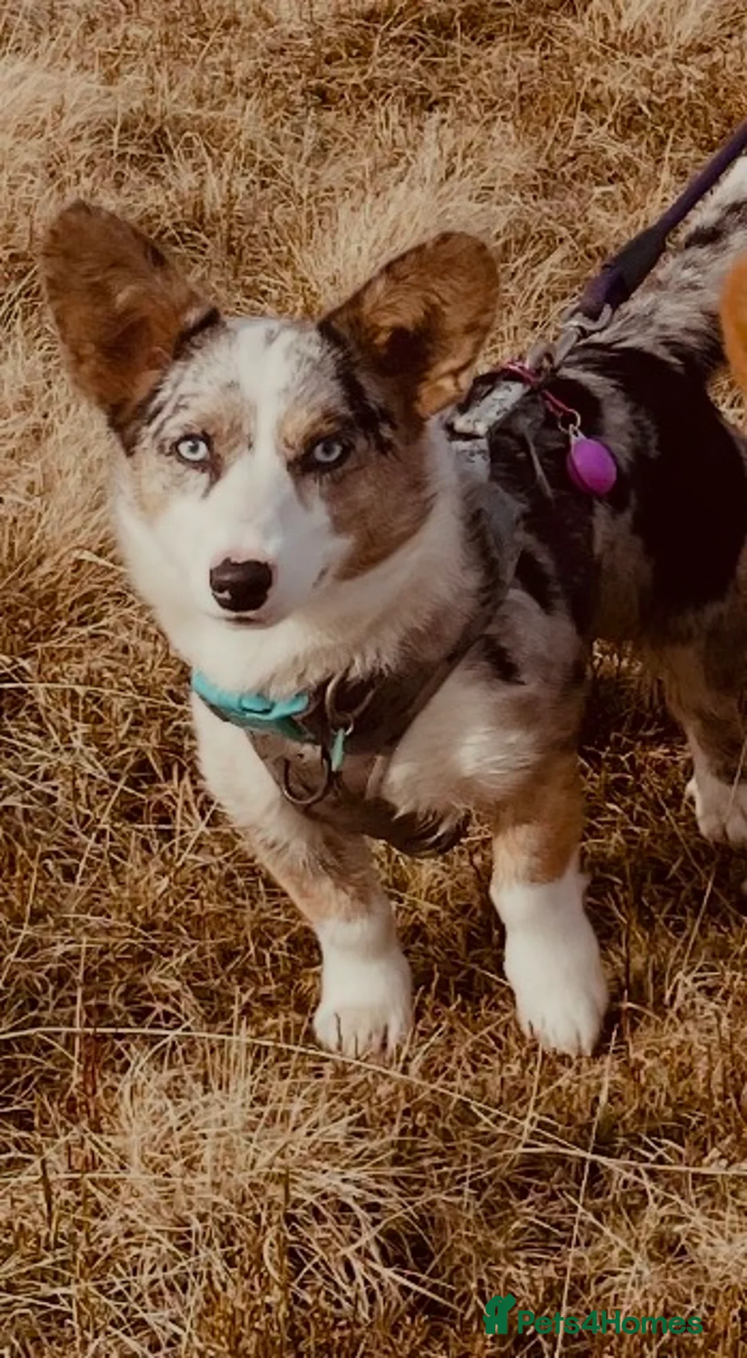 Welsh Corgi Cardigan dogs for sale: Pedigree Welsh Cardigan corgi girl for sale - Advert 1